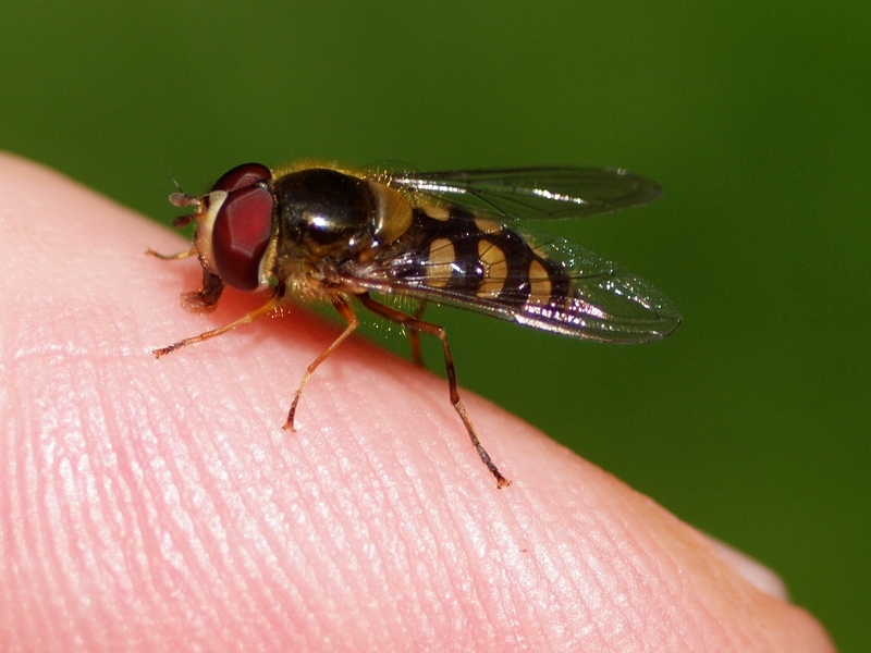 Syrphidae